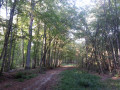 A l'ombre bienveillante de la forêt