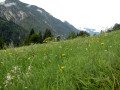 Die Assling-Runde (Osttirol)