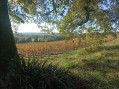 à travers les vignes ...