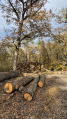 Arbres remarquables des chasses royales de Sénart