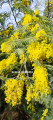 Acacia dealbata, un des mimosas les plus courants