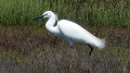 Aigrette Garzette