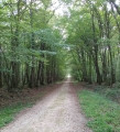 Forêt de Blois