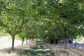 Allée de noyers aux Aubruns près de Lye