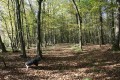 Allée forestière dans le bois de Heidenbusch