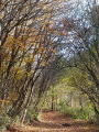 Allée forestière en automne