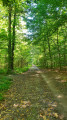 Promenade en Forêt de la Grange depuis Yerres