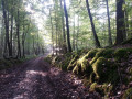 Ambiance mystérieuse en Forêt d'Orient