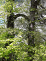 Anastomose branche qui relie 2 arbres