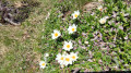 Anemones