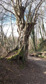 arbre assez remarquable