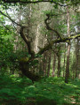 arbre : chemin forestier de quinquampoix