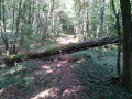 Arbre couché parcours du Bosmont