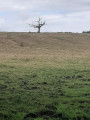 Arbre foudroyé