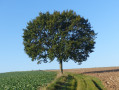 Arbre isolé