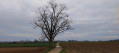 Arbre majestueux