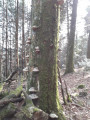 Arbre mort recouvert de champignons