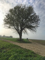 Arbre Patrotê (Houtain-St-Siméon)