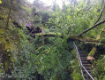 Arbre qui coupe le parcours au niveau de la grotte / cascade de l'Edelfrauengrab.