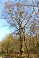 Forêt Domaniale de la Londe Rouvray au départ du Château Robert le Diable