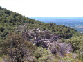 Arbre réservoir de biodiversité