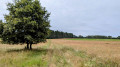 Arbre seul, en plein milieu