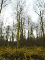Arbres couleur de rouille