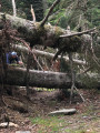 arbres déracinés 1 14 juillet 2021