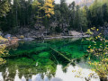 Arbres morts dans le Lac Vert