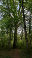 Boucle en Forêt de Saint-Léger au départ de Cirey-lès-Pontailler