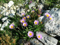 Aster des Alpes