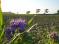 Au bord du chemin