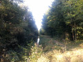 Au bout du lac d'Amance le long d'un ruisseau