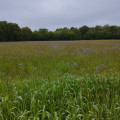 Au sortir du bois de l'Epine