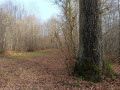 La Forêt de Ferrières à partir de la gare de Torcy