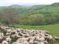 Autour de Roche Rouge