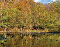 Burnham Beeches, Chilterns