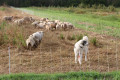 avec des moutons et un gardien, le chien Patou