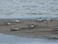 Avocettes élégantes