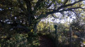 Beau Chêne sur le sentier