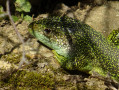 Beau lézard vert observer au bord du chemin