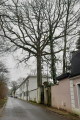 Beaux arbres rue Maurice Chevalier