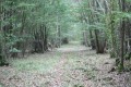 Belle allée forestière dans le bois de Foye