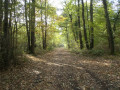 Belle descente en forêt, en haut du Bois de Chamonat - CP Jean-Louis Droin