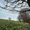 Belle étandue de jonquilles