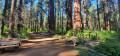 Big Trees