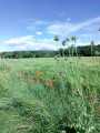 Blé vert, coquelicots et chardons