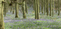 Ashridge Bluebell Walk, Chilterns AONB