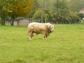 Taureau Charolais