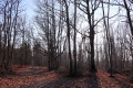 Bois de Brazelles sous le soleil hivernal